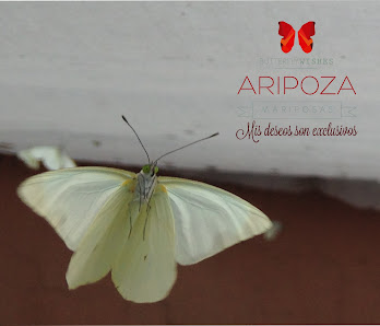 Liberacion De Mariposas Vivas Para Bodas Aripoza, Mariposas Vivas Para Eventos Sociales